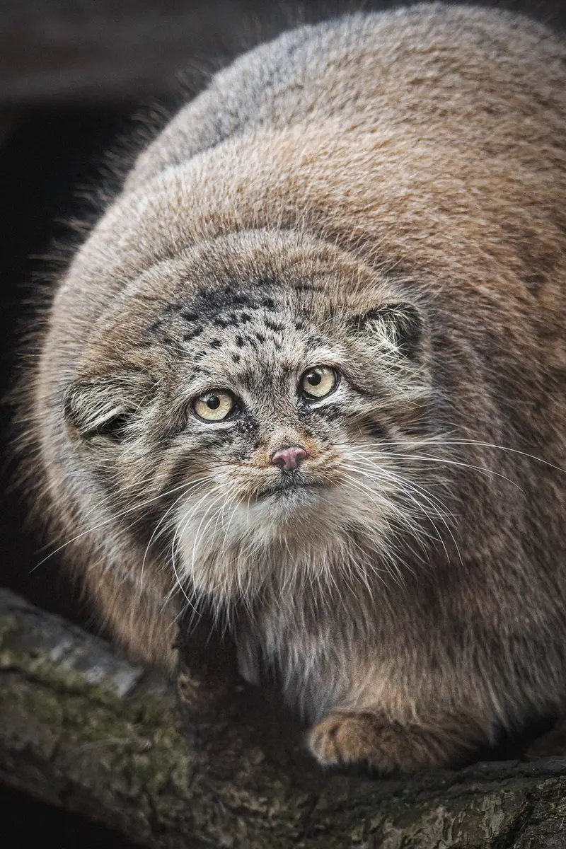 ブルノ動物園のローザの写真