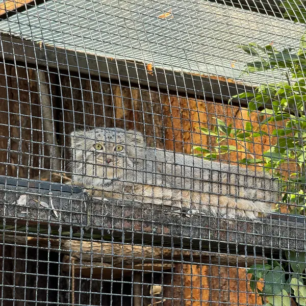 レニングラード動物園のシューの写真