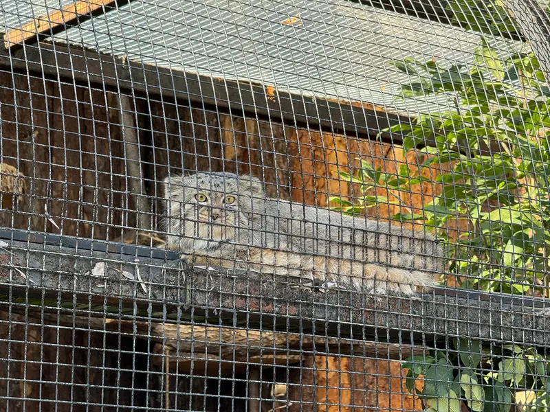 レニングラード動物園のシューの写真