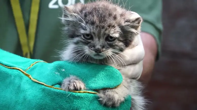 ブダペスト動物園＆植物園のアルタナ、アイセン、ボブ、アルダンとアルカスの動画