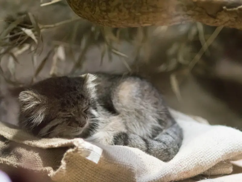 恩賜上野動物園のクリョンの写真