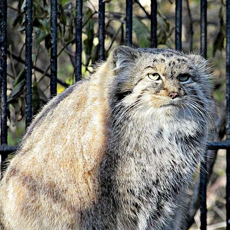 ノヴォシビルスク動物園のマヌルネコの写真