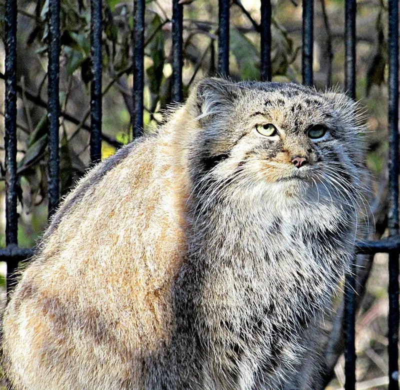 ノヴォシビルスク動物園のマヌルネコの写真