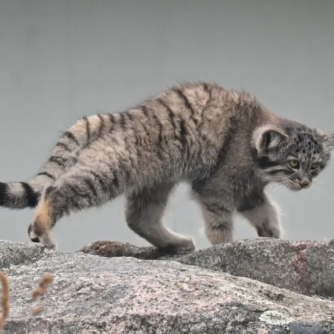 コルケアサーリ動物園のステンの写真