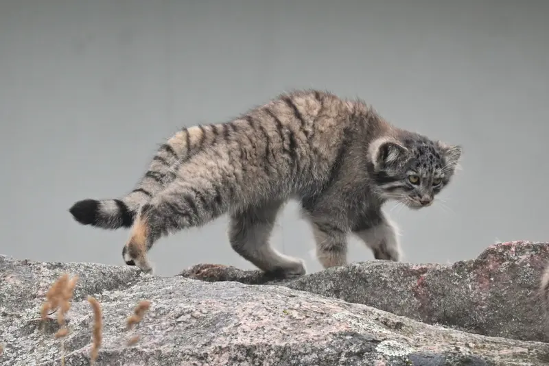 コルケアサーリ動物園のステンの写真