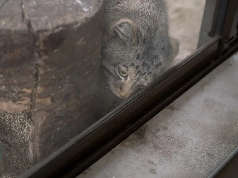 那須どうぶつ王国のナゴムの写真