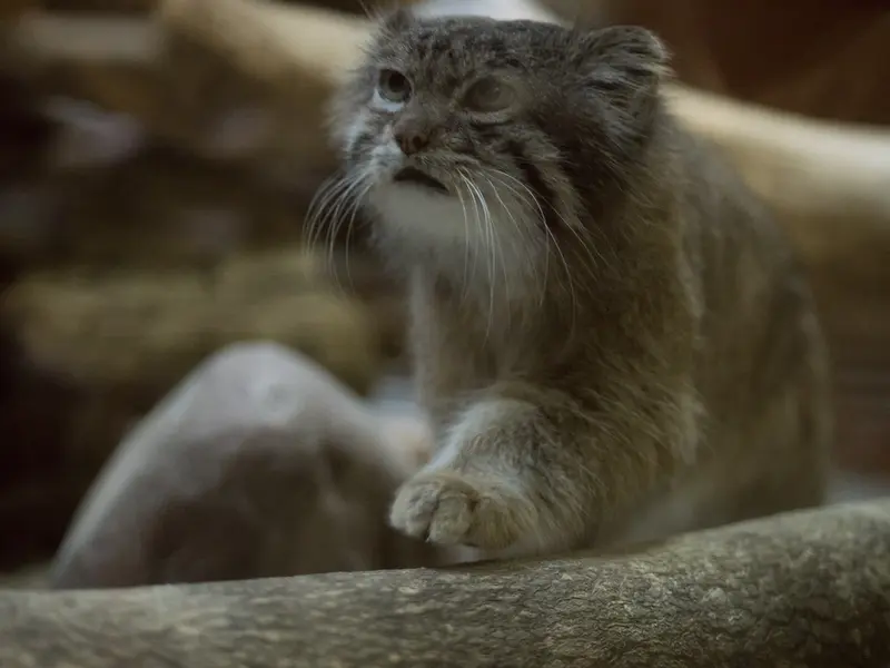 恩賜上野動物園のクリョンの写真