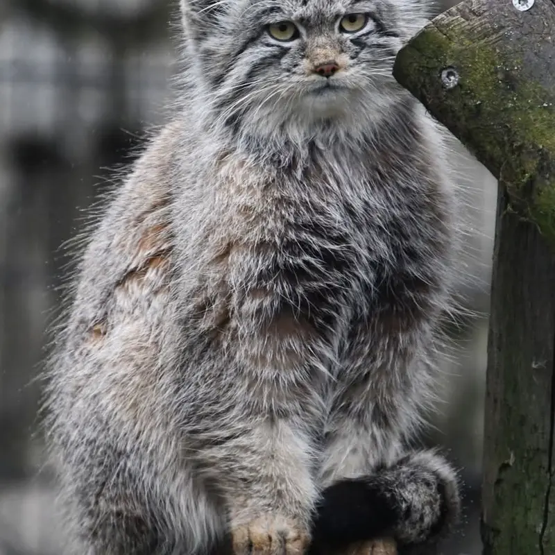バイオ・トピア・ダンケルクのサランの写真