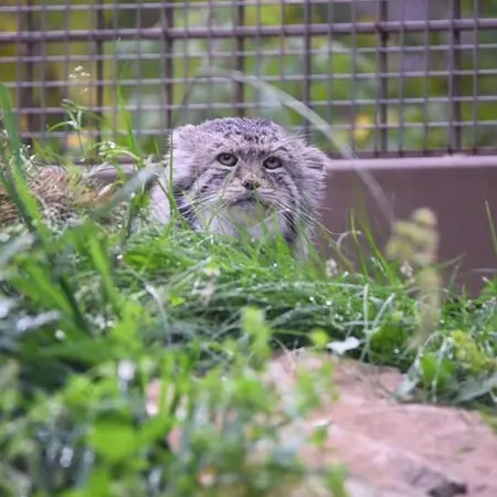カルガリー動物園 / ワイルダー・インスティテュートのイゴールの写真