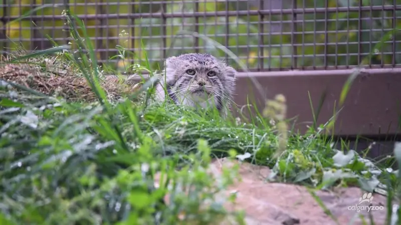 カルガリー動物園 / ワイルダー・インスティテュートのイゴールの写真