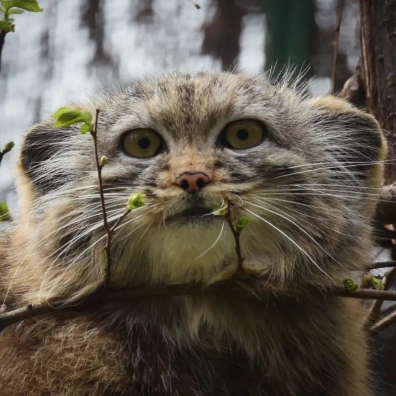 ブダペスト動物園＆植物園のルーシーの写真