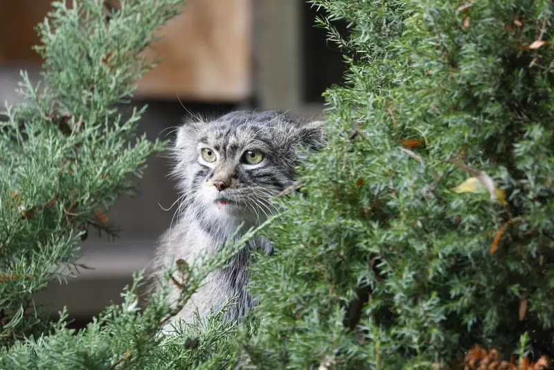 モスクワ動物園のティモフェイの写真