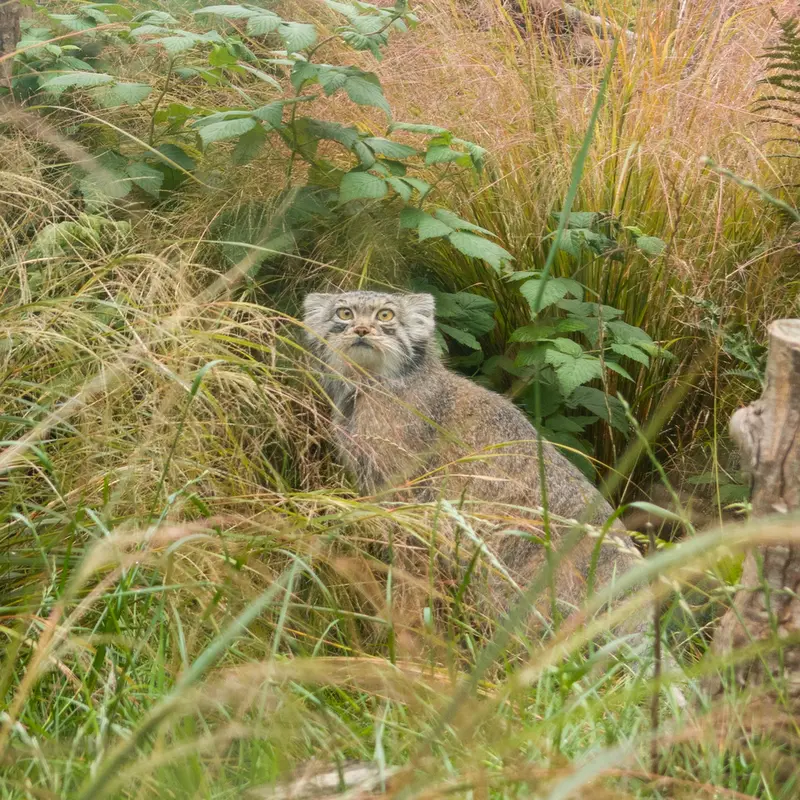 エディンバラ動物園のダッチェスの写真
