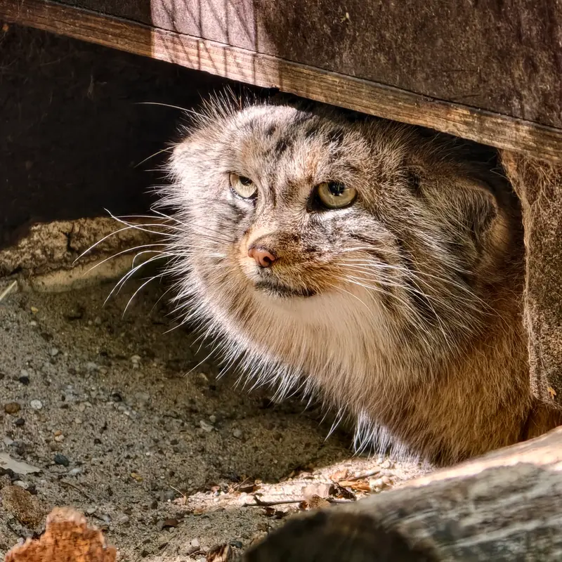 コシツェ動物園のアラニの写真