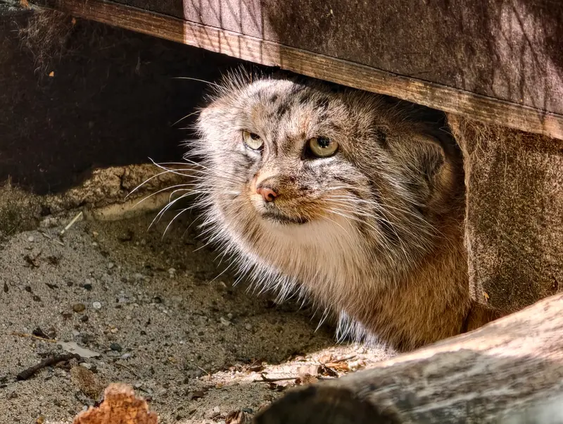 コシツェ動物園のアラニの写真
