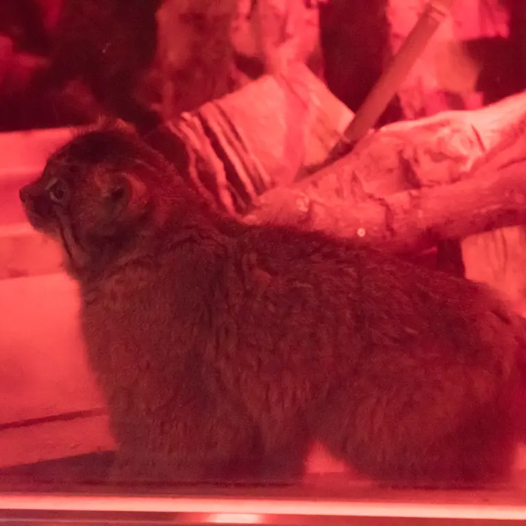 恩賜上野動物園のナイマの写真