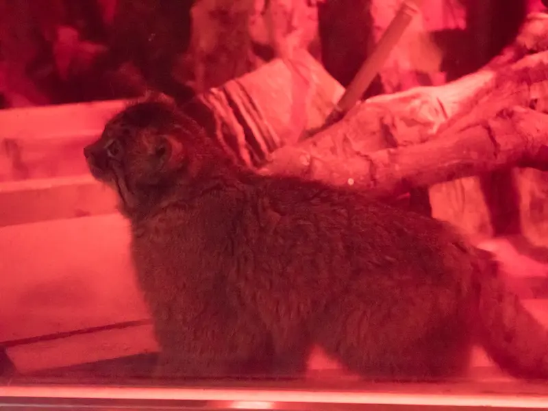 恩賜上野動物園のナイマの写真