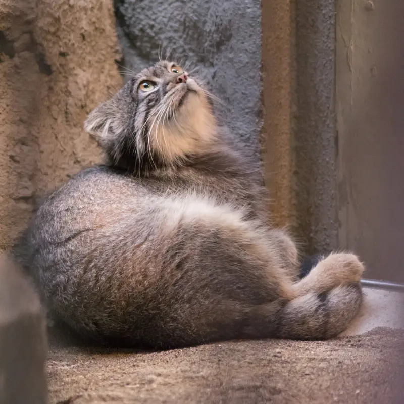 野毛山動物園のフィーガの写真