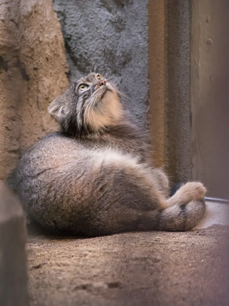 野毛山動物園のフィーガの写真