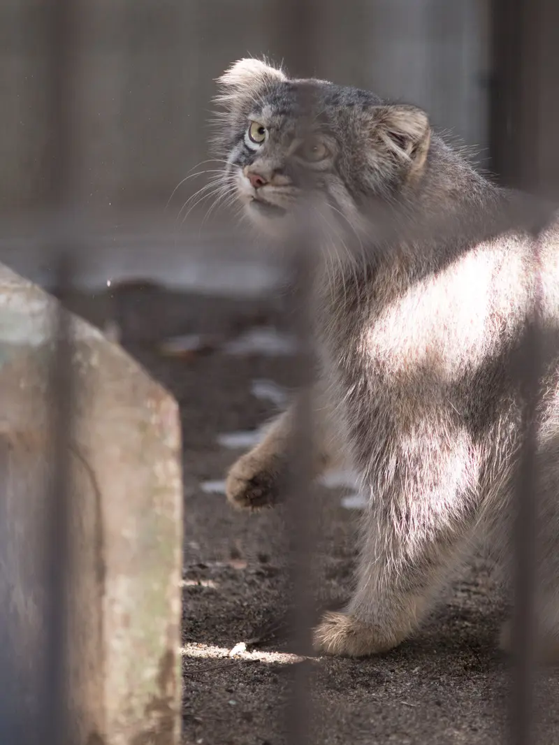 野毛山動物園のフィーガの写真
