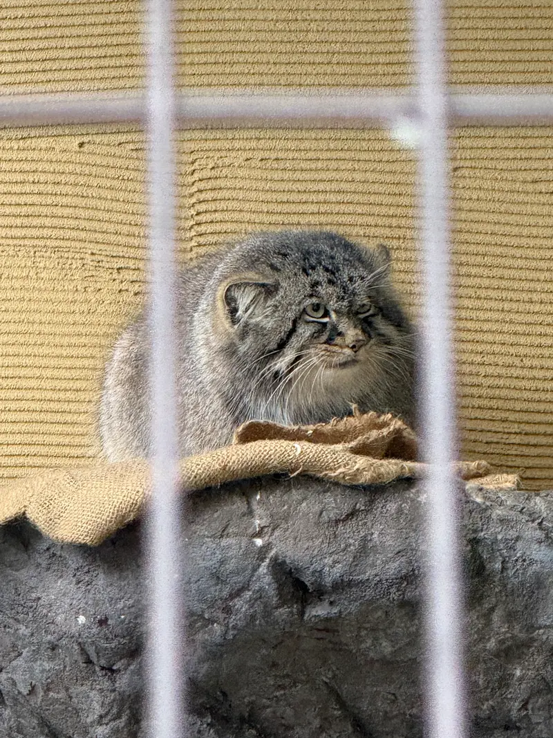 旭山動物園のヒデの写真