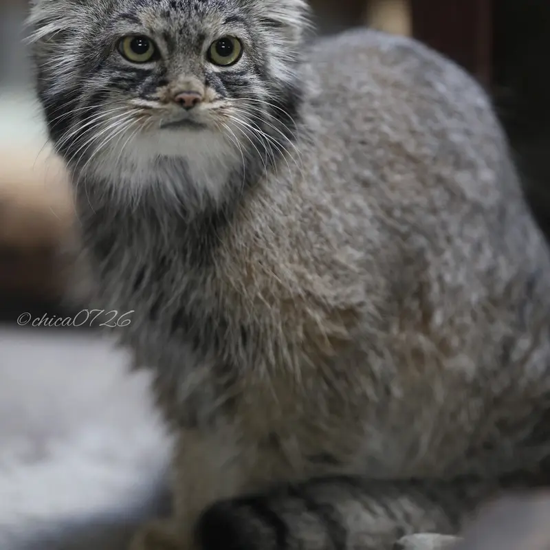 恩賜上野動物園のサフランの写真