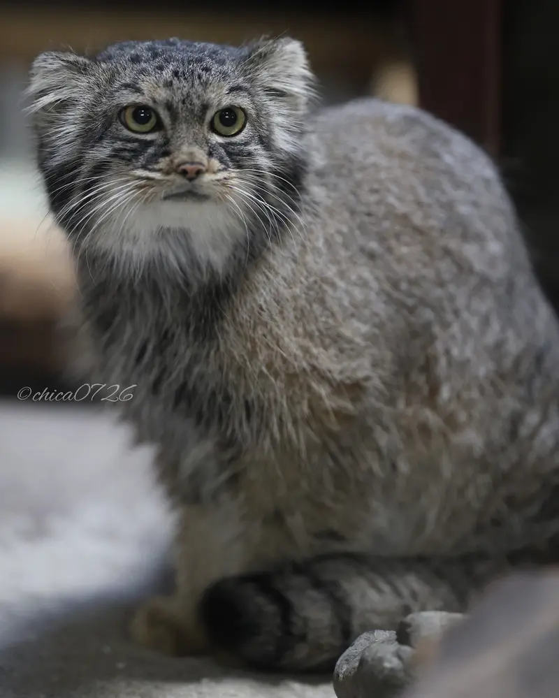 恩賜上野動物園のサフランの写真