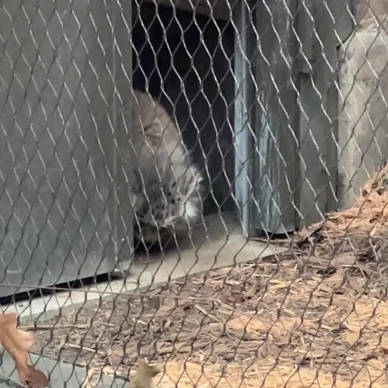 プロスペクト・パーク動物園のマヌルネコの写真