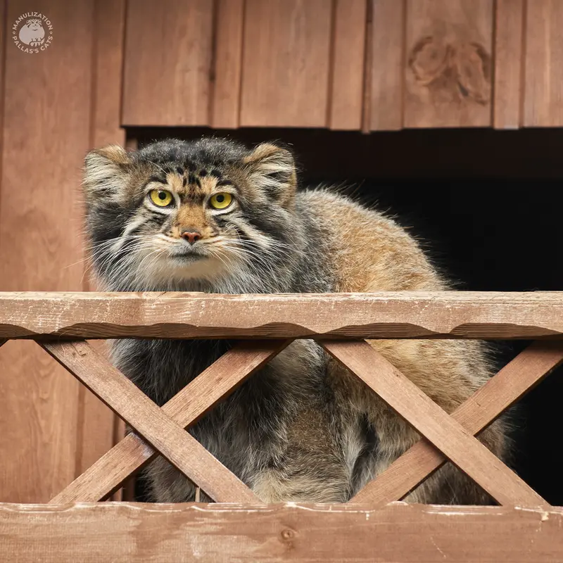 イジェフスク動物園（ウドムルト動物園）のアルタイの写真