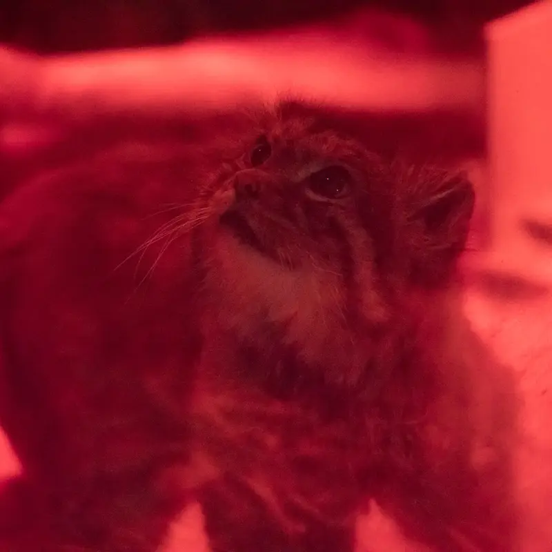 恩賜上野動物園のナイマの写真