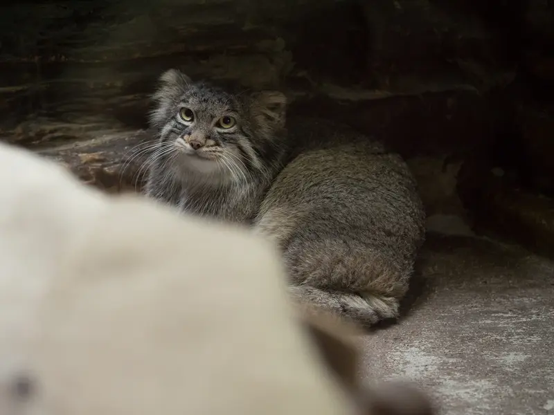 恩賜上野動物園のフィーガの写真