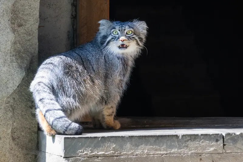 モスクワ動物園のティモフェイの写真