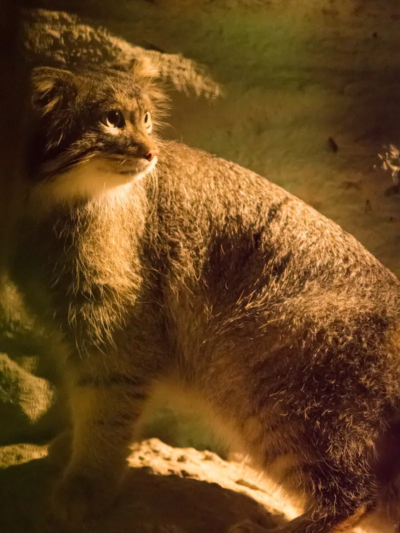 野毛山動物園のフィーガの写真
