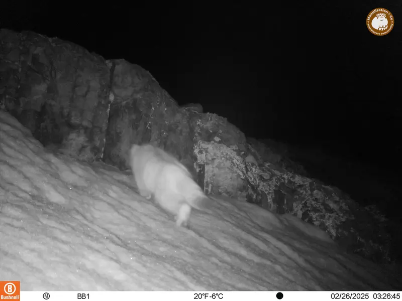 アクタス＝クンコラ［新］カメラトラップで撮影したOtocolobus manul manulの写真
