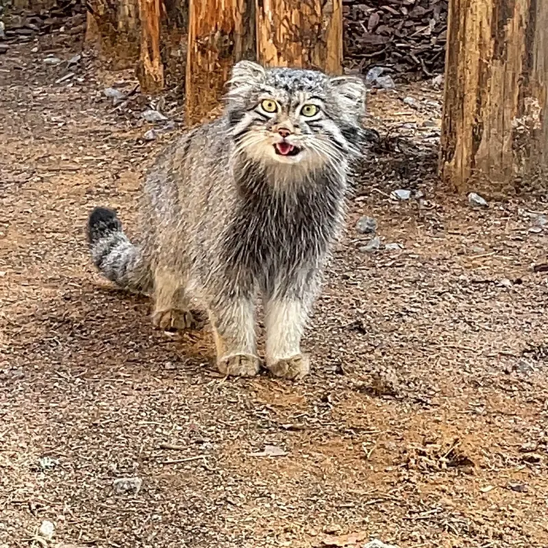 動物園「ナ・ランプシュケ」のバユンの写真