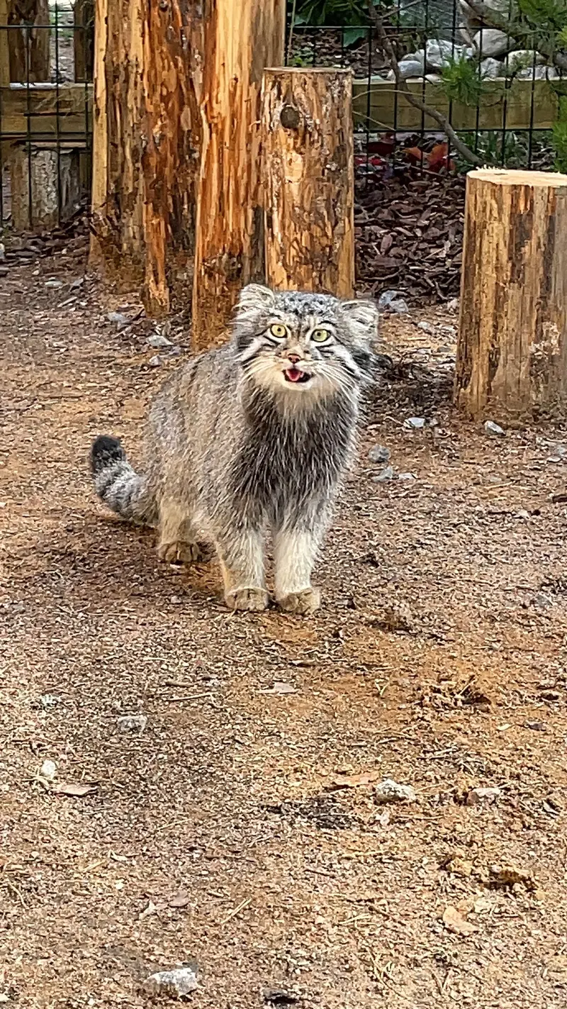動物園「ナ・ランプシュケ」のバユンの写真