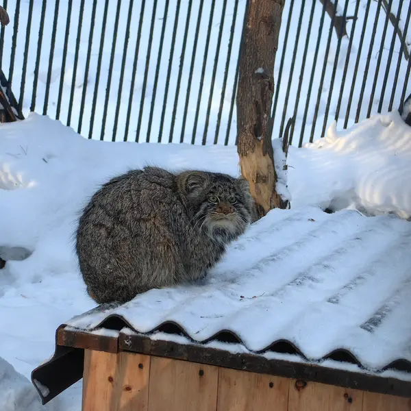 ノヴォシビルスク動物園のマリクの写真