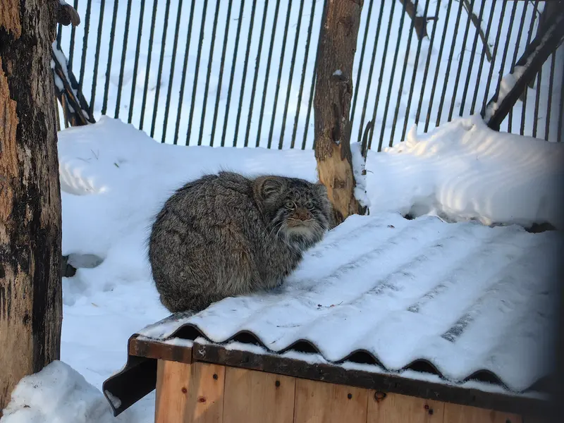 ノヴォシビルスク動物園のマリクの写真