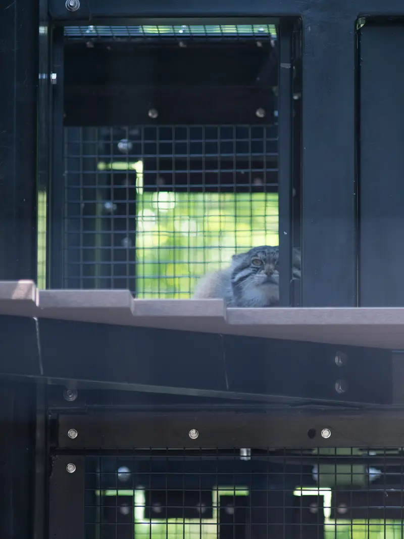 旭山動物園のグルーシャの写真