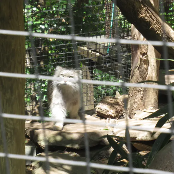 スミソニアン国立動物園のセバとアカルの写真
