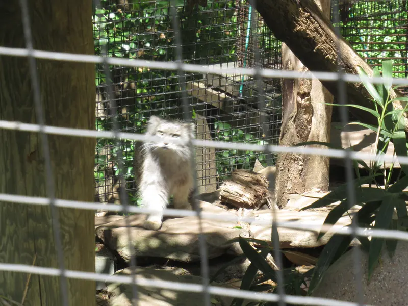 スミソニアン国立動物園のセバとアカルの写真
