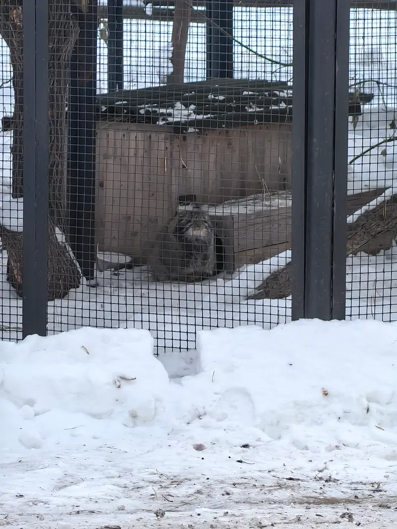 ノヴォシビルスク動物園のグレイの写真