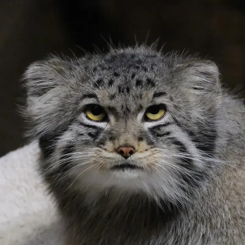 ブルックフィールド動物園シカゴのマヌルネコのヨハン