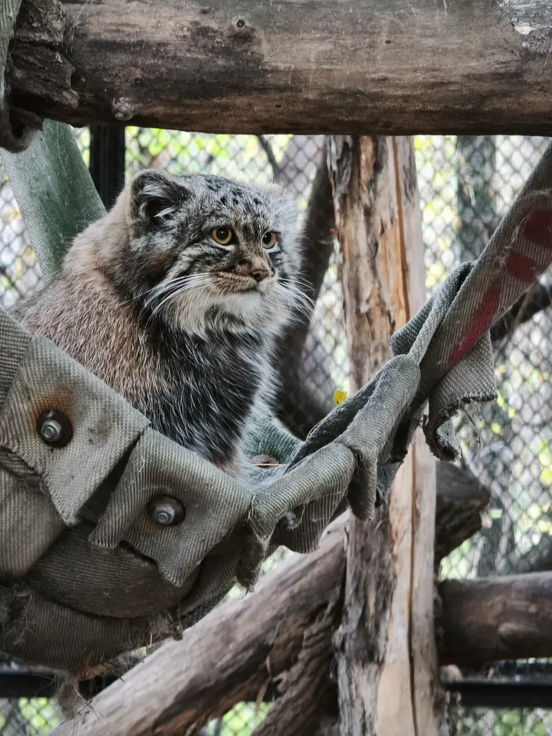 ノヴォシビルスク動物園のマヌルネコの写真