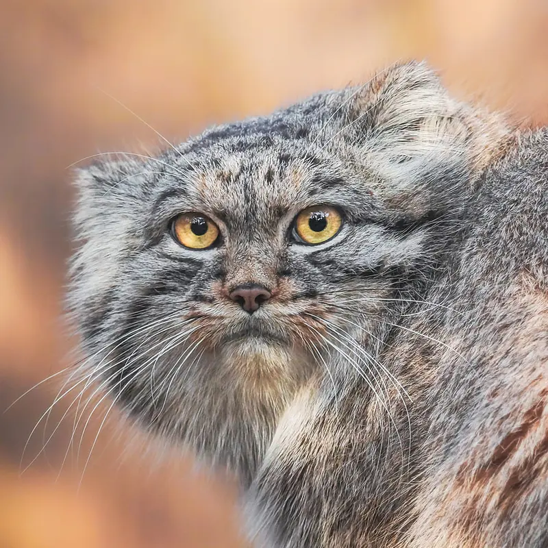 ヴロツワフ動物園のマヌルネコのクビ
