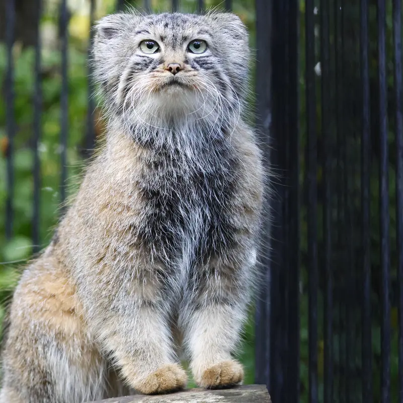 ノヴォシビルスク動物園のガビの写真
