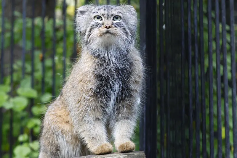 ノヴォシビルスク動物園のガビの写真