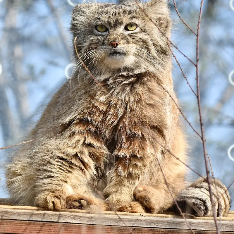 プラハ動物園のスパイの写真