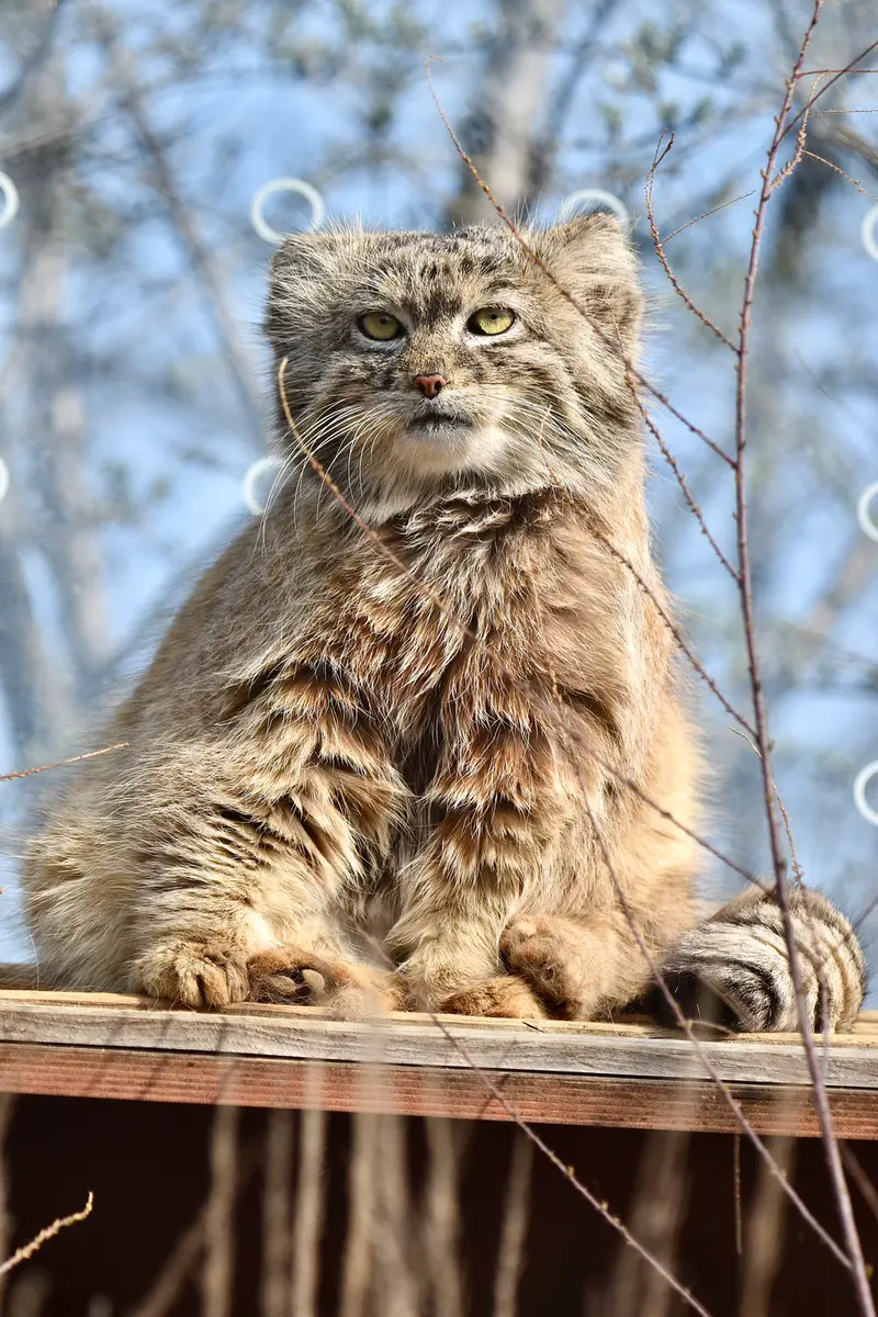 プラハ動物園のスパイの写真