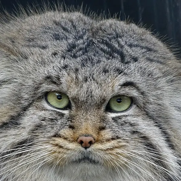 リガ動物園のビョルンの写真